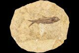 Fossil Fish (Knightia) With Floating Frame Case #181680-1